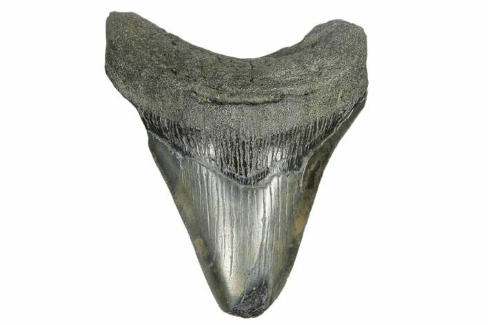 Fossil Megalodon Tooth - Feeding Damaged Tip #168130
